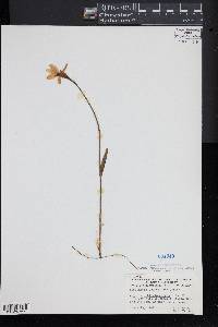 Pogonia ophioglossoides image