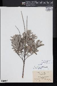 Salix humilis var. tristis image