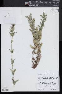 Image of Nepeta clarkei