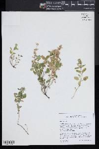 Nepeta nepetella image