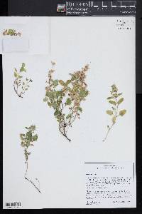 Nepeta nepetella image