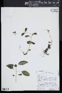 Nepeta govaniana image