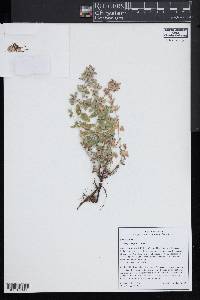 Nepeta grandiflora image