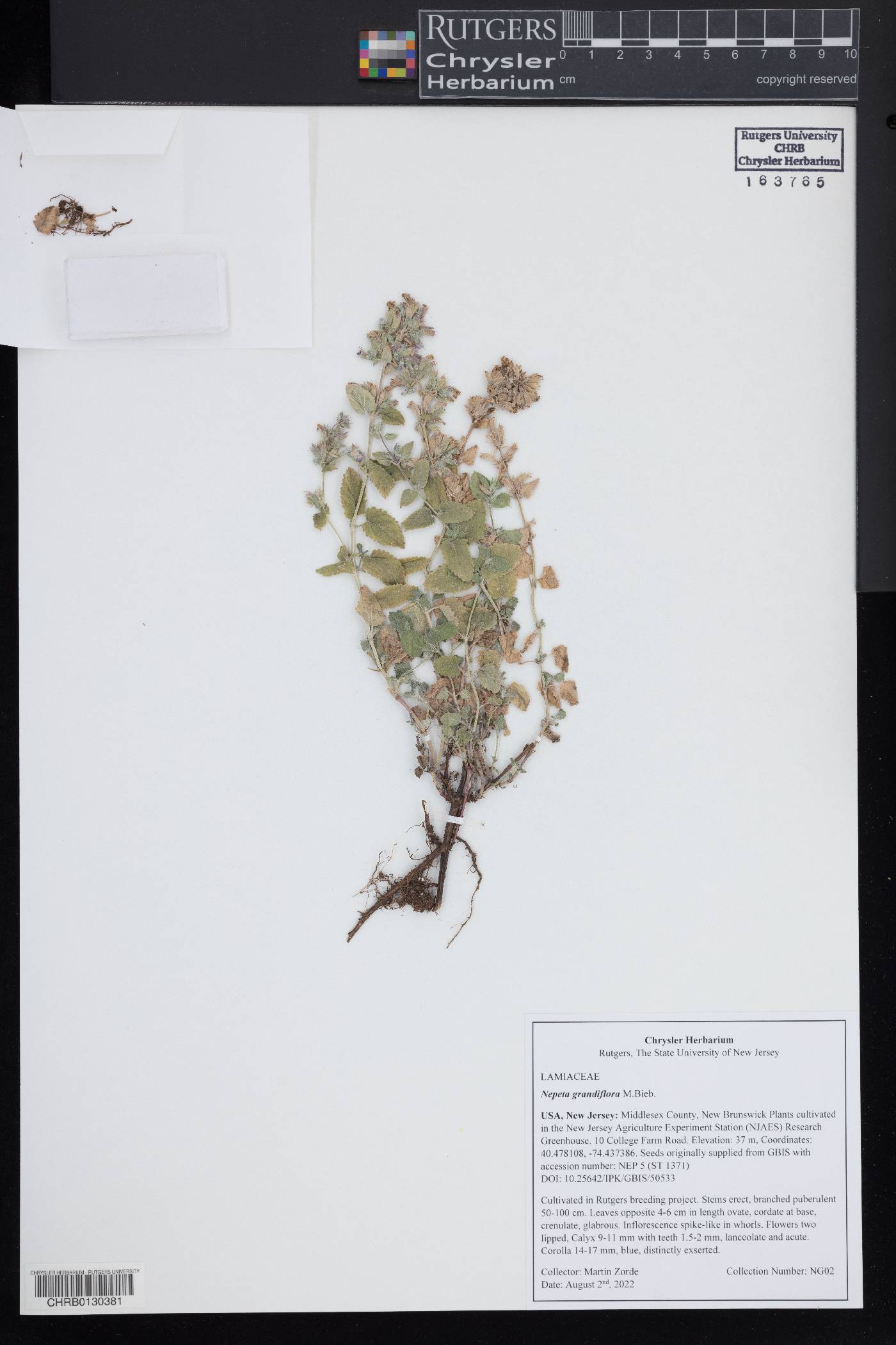 Nepeta grandiflora image