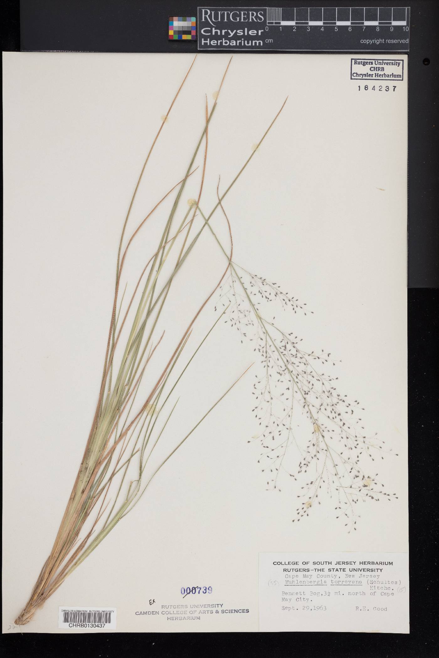 Muhlenbergia torreyana image