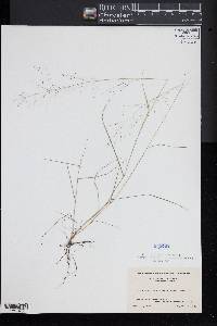 Muhlenbergia uniflora image