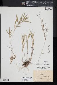 Dichanthelium acuminatum subsp. columbianum image