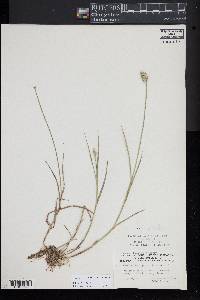 Carex albolutescens image