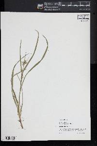 Carex collinsii image