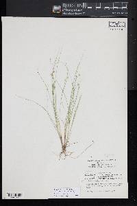 Carex atlantica subsp. capillacea image