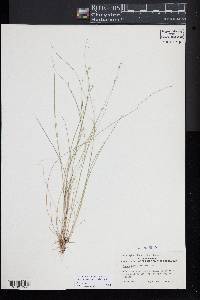 Carex atlantica subsp. capillacea image