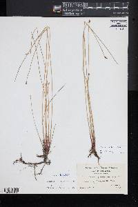 Eleocharis fallax image