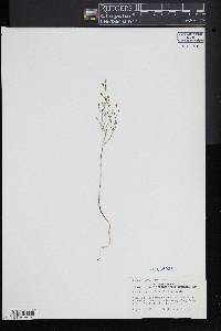 Bartonia paniculata image