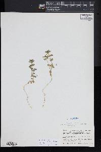 Lysimachia arvensis image