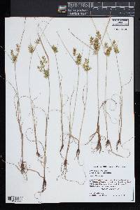 Cyperus amuricus image