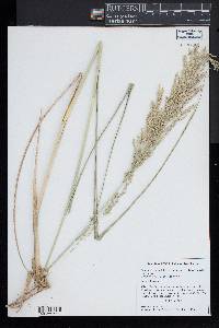 Panicum amarum image