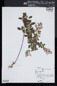 Lespedeza × nuttallii image