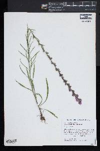 Liatris pilosa image