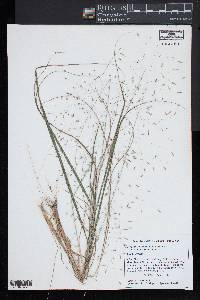 Eragrostis trichodes image