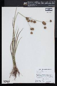 Juncus validus image