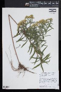 Euthamia lanceolata image
