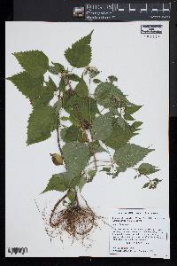 Ageratina altissima var. altissima image