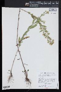 Symphyotrichum pilosum var. pilosum image