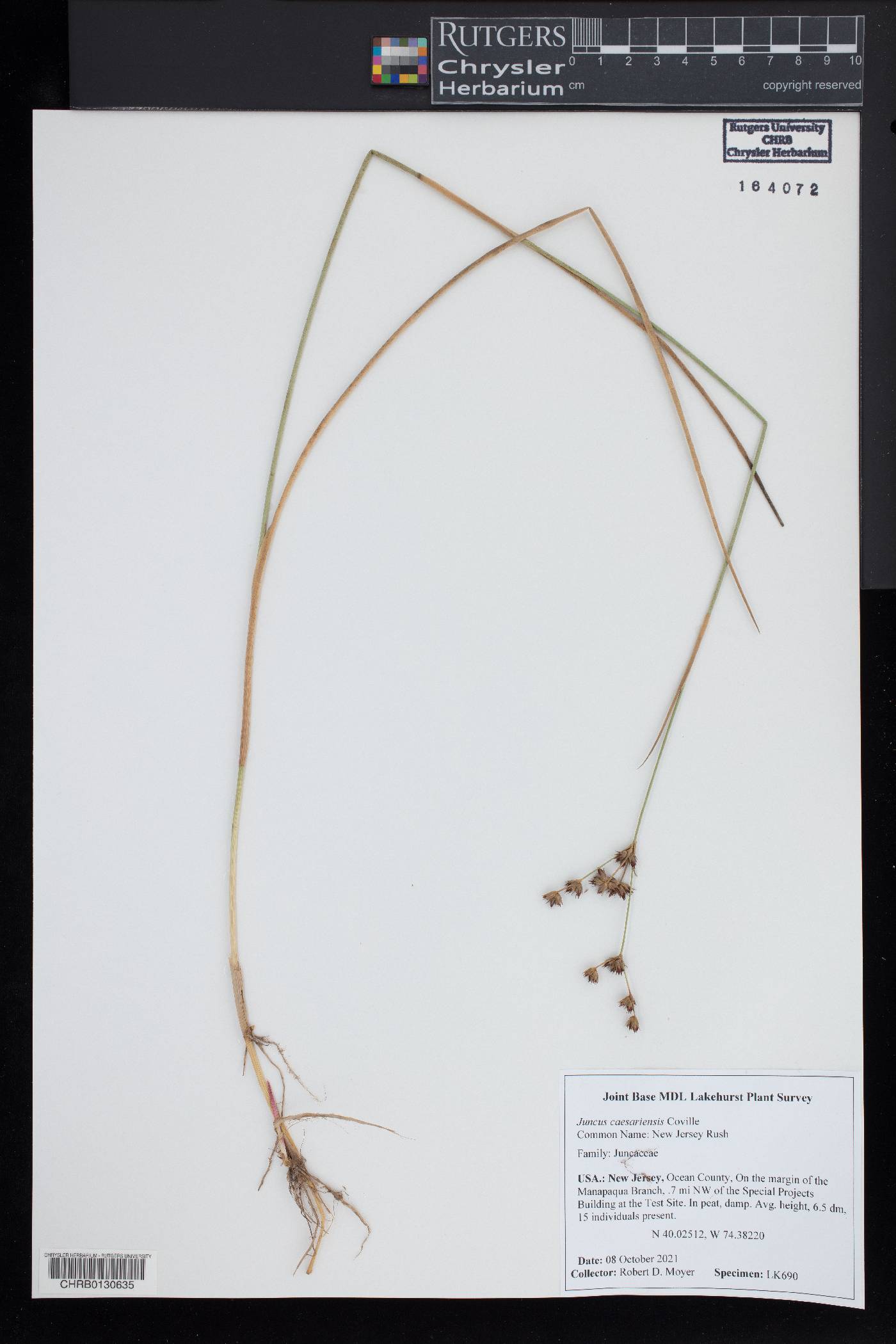 Juncus caesariensis image