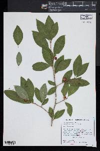 Ilex laevigata image