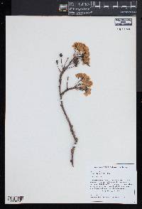 Pyrus calleryana image