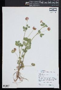 Trifolium hybridum image