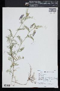 Vicia cracca image