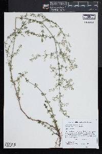 Galium divaricatum image