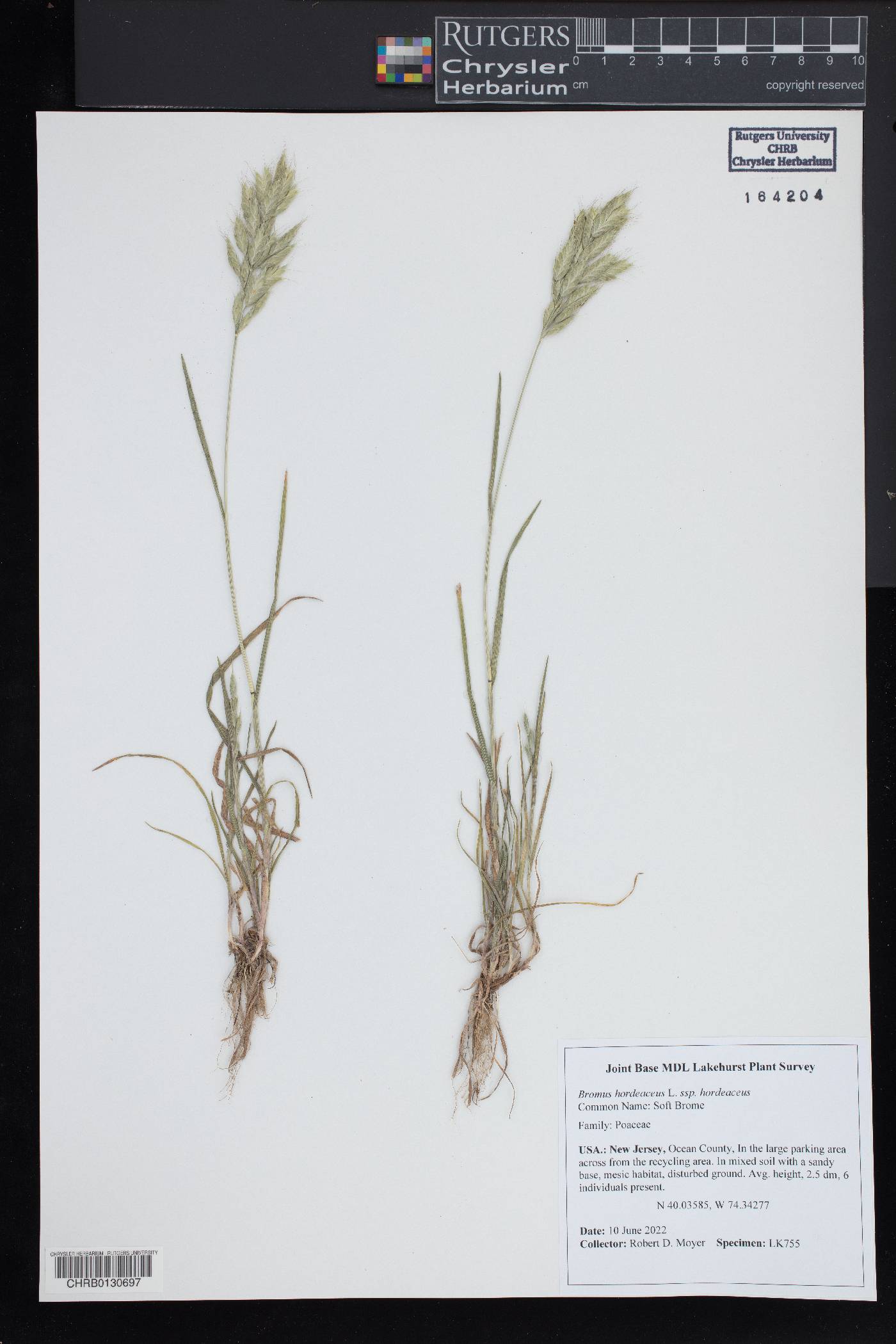 Bromus hordeaceus subsp. hordeaceus image