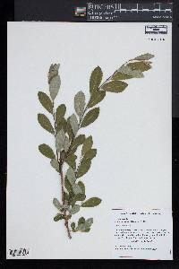 Salix cinerea image