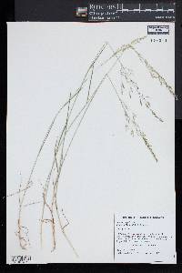 Agrostis capillaris image