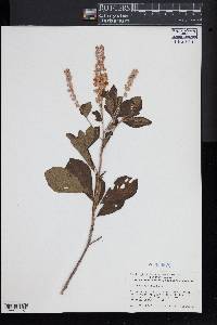 Clethra alnifolia image