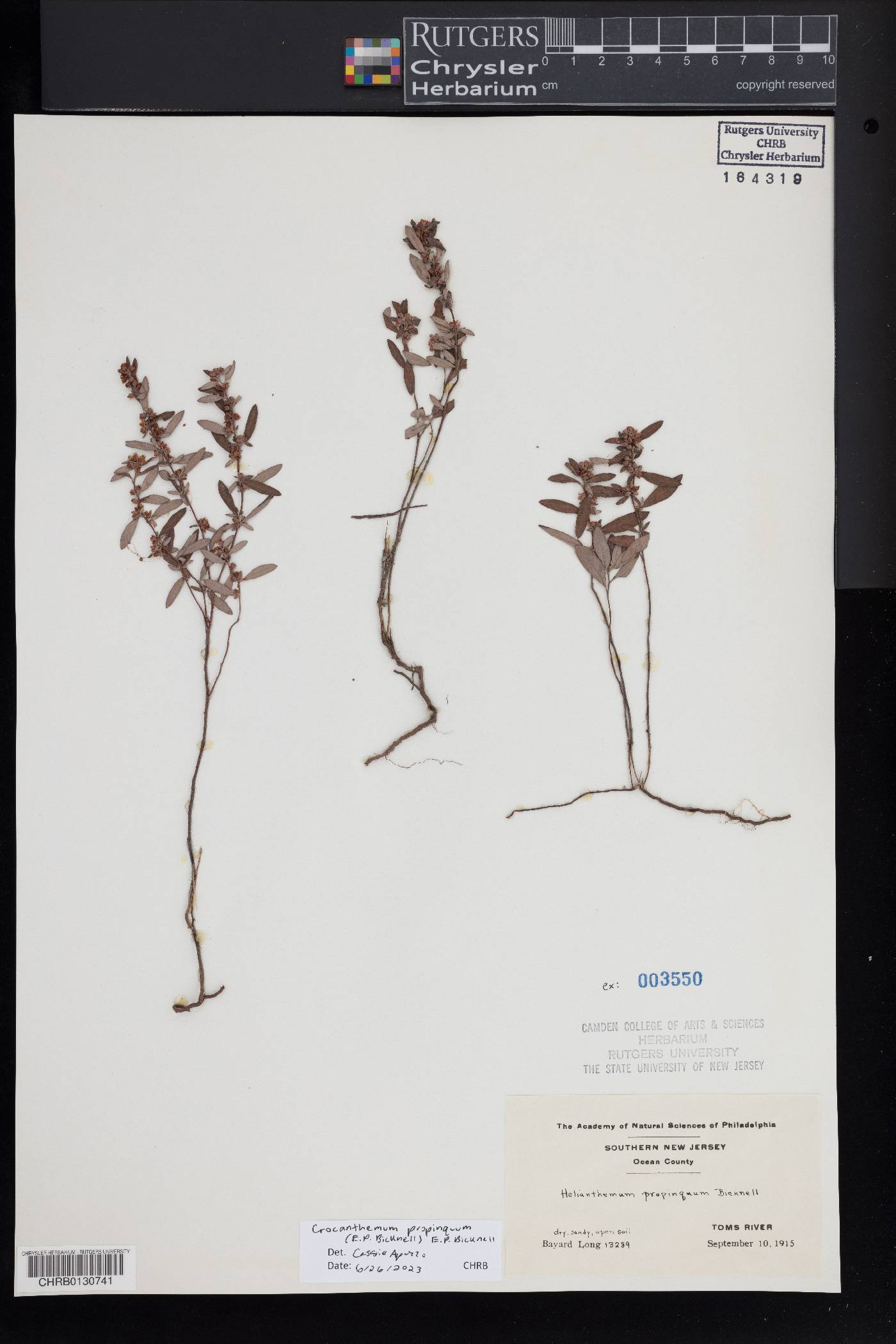 Crocanthemum propinquum image