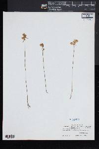 Utricularia cornuta image