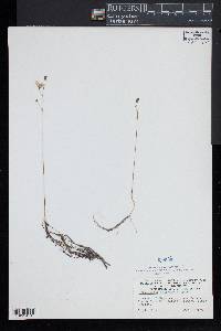 Utricularia intermedia image