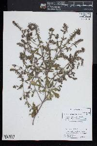 Verbena bracteata image