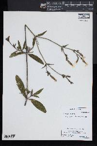 Silene latifolia image