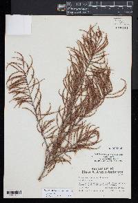 Taxodium distichum var. imbricarium image