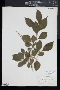 Styrax japonicus image