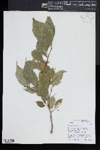 Styrax japonicus image