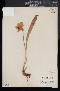 Sarracenia minor var. minor image