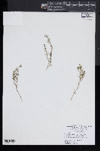 Chaenorhinum minus image