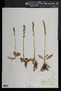 Goodyera tesselata image