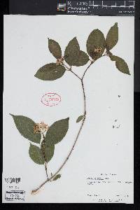 Cornus racemosa image