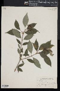 Cornus racemosa image